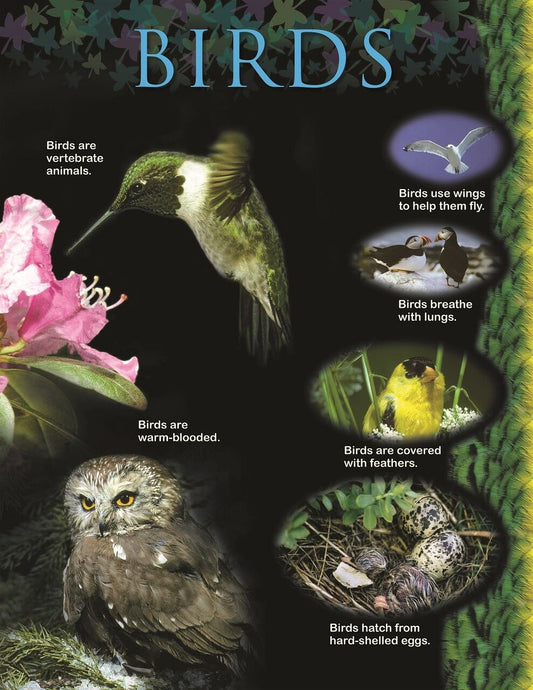 Birdssmall Chart XCTP1164