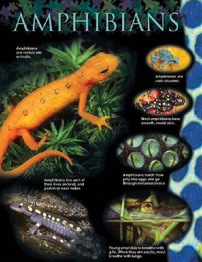 Amphibianssmall Chart XCTP1166