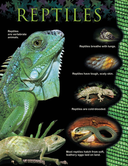 Reptilessmall Chart XCTP1167