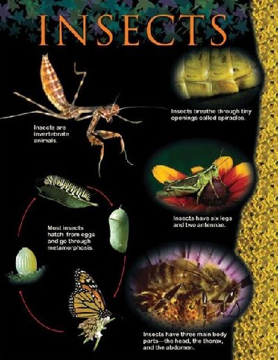 Insectssmall Chart XCTP1168