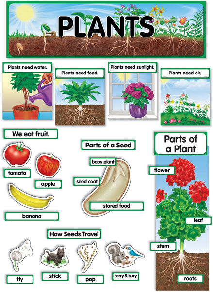 Plants Mini Bulletin Board Set XCTP1761