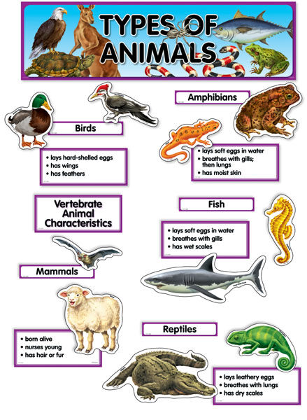 Types Of Animals Mini Bulletin Board Set XCTP1763