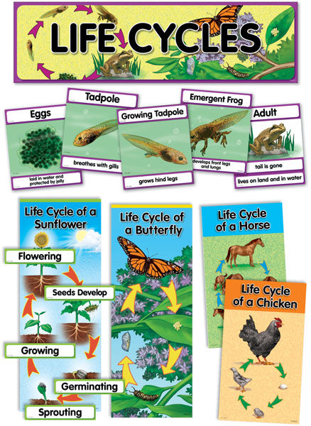 LIFE CYCLES MINI BULLETIN BOARD SET XCTP1764