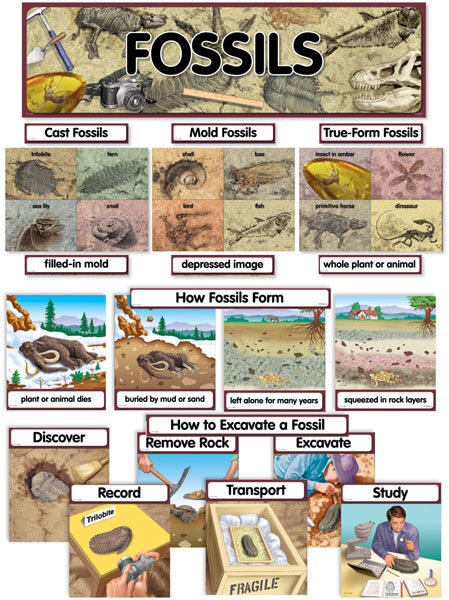 Fossils Mini Bulletin Board Set XCTP1765