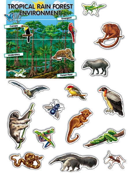 Tropical Rain Forest Environment Mini Bulletin Board Set XCTP1766