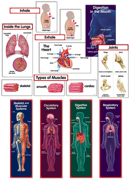 Human Body Mini Bulletin Board Set XCTP1768
