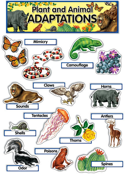 Plant And Animal Adaptation XCTP1771