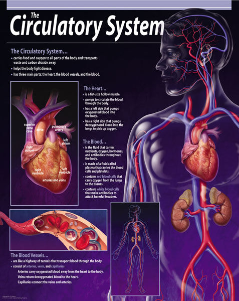 Circulatory System Chart XTCR7647
