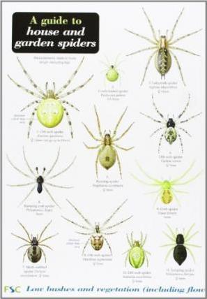 A Guide to House and Garden Spiders