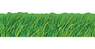 Grass XCD110072