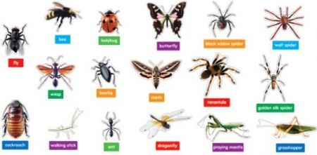 Insects And Spiders B B XCD110096