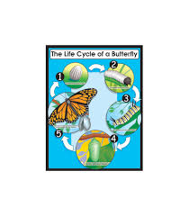 The Life Cycle Of A Butterfly XCD6355