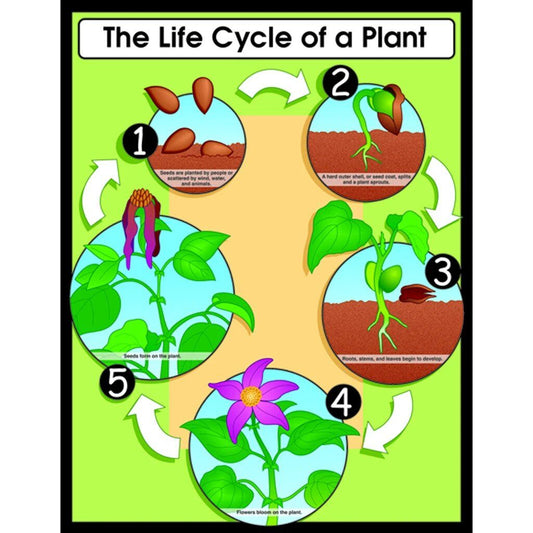 The Life Cycle Of Plants XCD6358