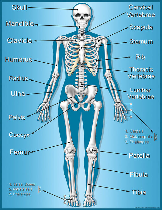 Skeleton Chart XTCR7632
