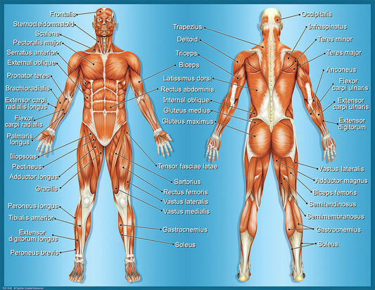 Muscles Chart XTCR7648
