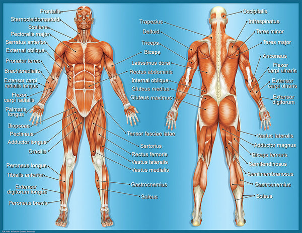 Muscles Chart XTCR7648