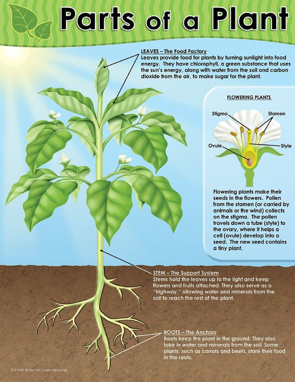 Teacher Created Resources Chart With Honeybee XTCR7649