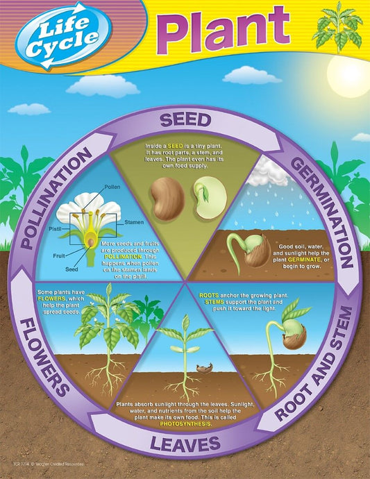 Plant Life Cycles Chart XTCR7714